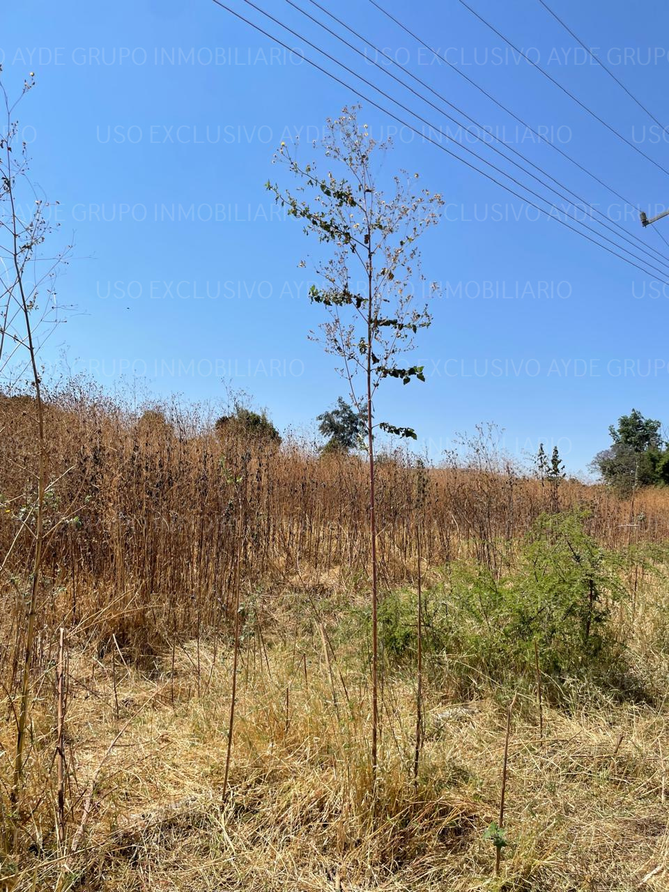 Terreno los Sauces, Tlajomulco